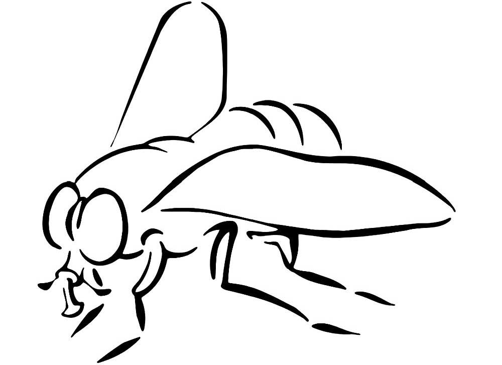 Насекомые муха картинки раскраски (60)