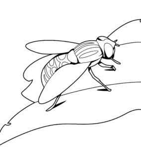 Насекомые муха картинки раскраски (62)