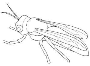Насекомые муха картинки раскраски (7)