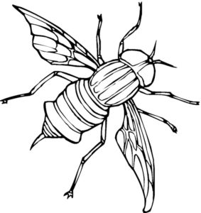Насекомые муха картинки раскраски (8)
