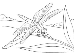 Насекомые стрекоза картинки раскраски (24)