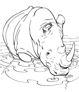 Носорог картинки раскраски (11)