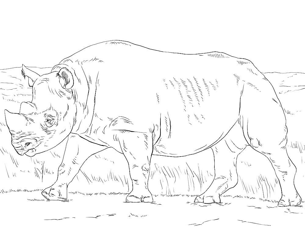 Носорог картинки раскраски (19)