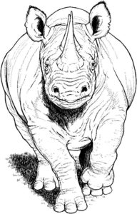Носорог картинки раскраски (20)