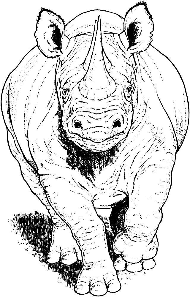 Носорог картинки раскраски (20)