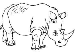 Носорог картинки раскраски (35)