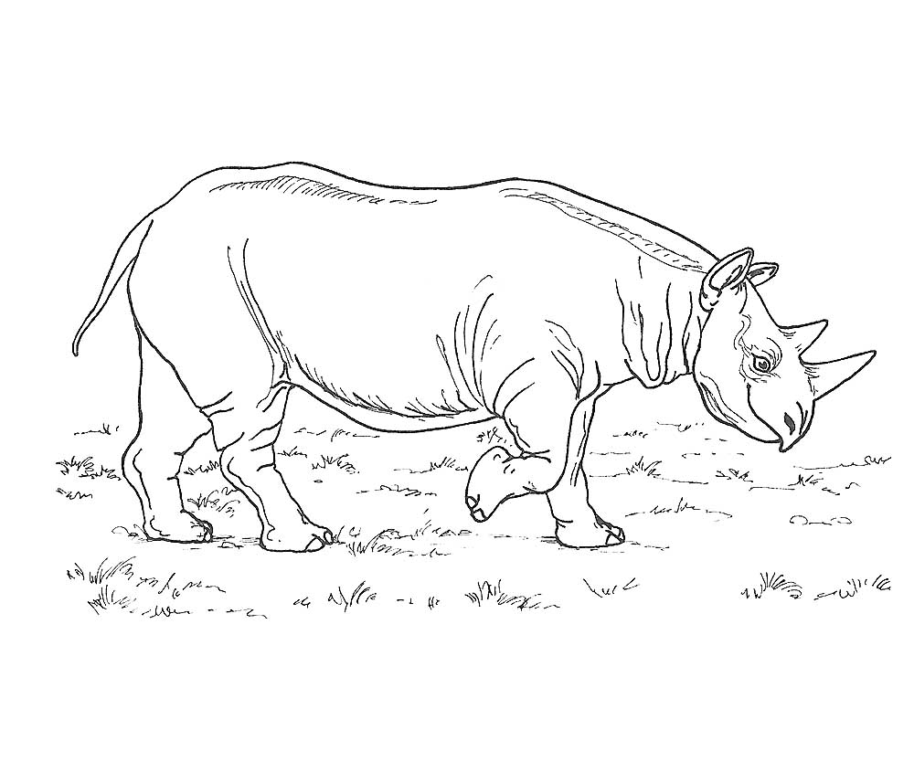 Носорог картинки раскраски (40)