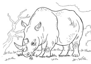 Носорог картинки раскраски (41)