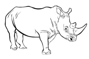 Носорог картинки раскраски (50)