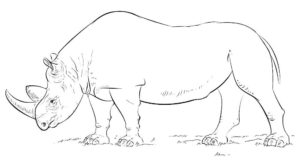 Носорог картинки раскраски (51)