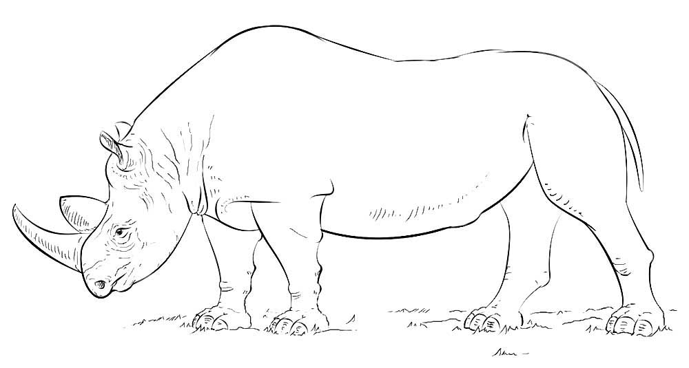 Носорог картинки раскраски (51)