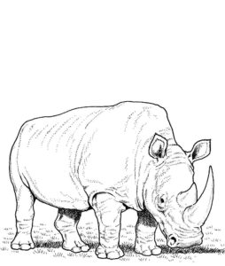 Носорог картинки раскраски (53)