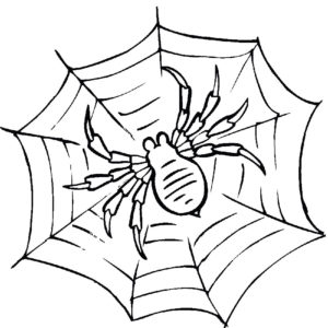 Паучки и пауки картинки раскраски (14)