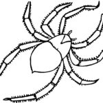 Паучки и пауки картинки раскраски (17)