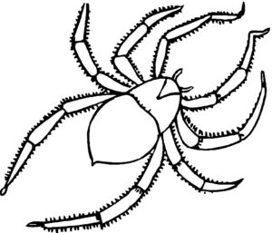 Паучки и пауки картинки раскраски (17)