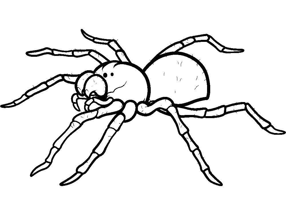 Паучки и пауки картинки раскраски (2)