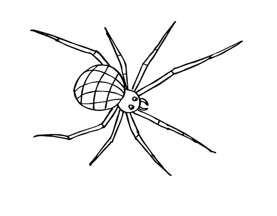 Паучки и пауки картинки раскраски (29)