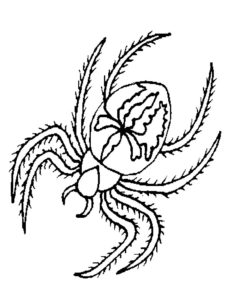 Паучки и пауки картинки раскраски (3)