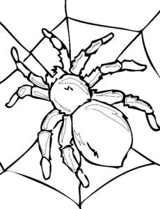 Паучки и пауки картинки раскраски (31)