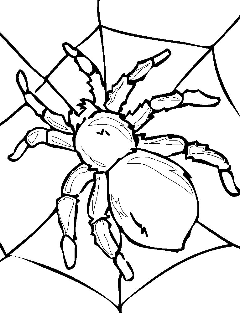 Паучки и пауки картинки раскраски (31)