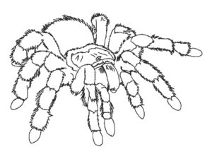 Паучки и пауки картинки раскраски (32)