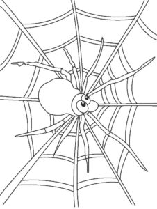 Паучки и пауки картинки раскраски (34)