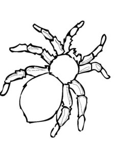 Паучки и пауки картинки раскраски (9)