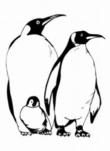 Пингвин картинки раскраски (1)