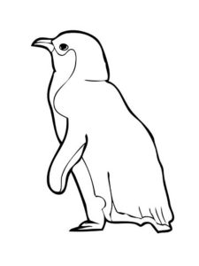 Пингвин картинки раскраски (31)