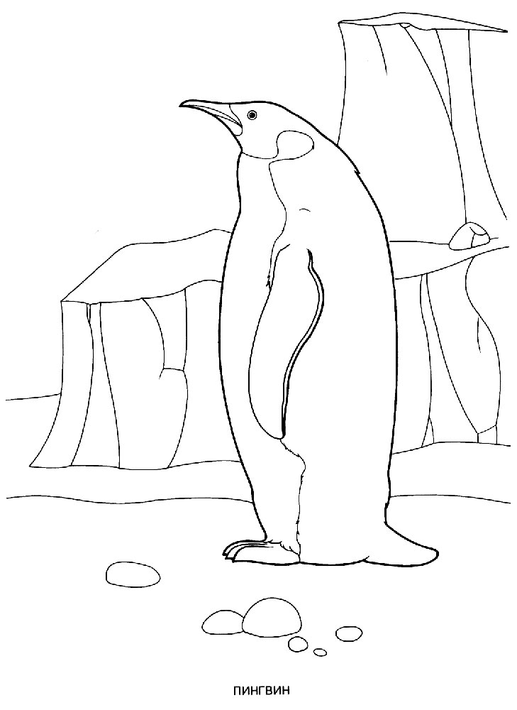 Пингвин картинки раскраски (4)