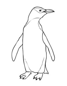 Пингвин картинки раскраски (63)