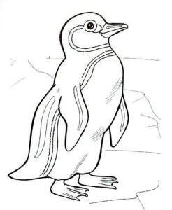 Пингвин картинки раскраски (70)