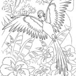Попугай ара картинки раскраски (14)
