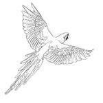 Попугай ара картинки раскраски (15)