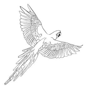 Попугай ара картинки раскраски (15)