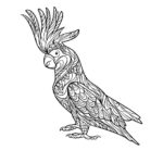 Попугай ара картинки раскраски (4)