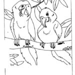 Попугай ара картинки раскраски (5)