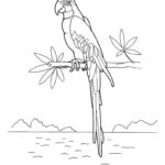 Попугай ара картинки раскраски (7)