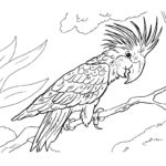 Попугай ара картинки раскраски (8)