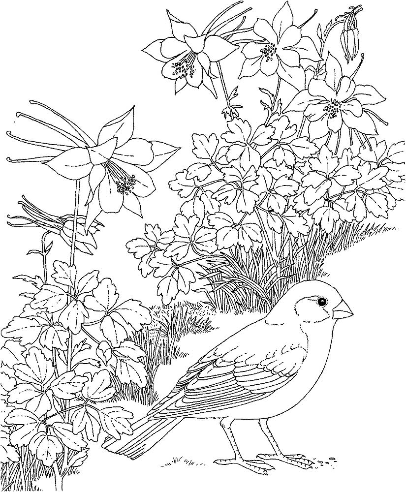 Птицы жаворонок картинки раскраски (1)
