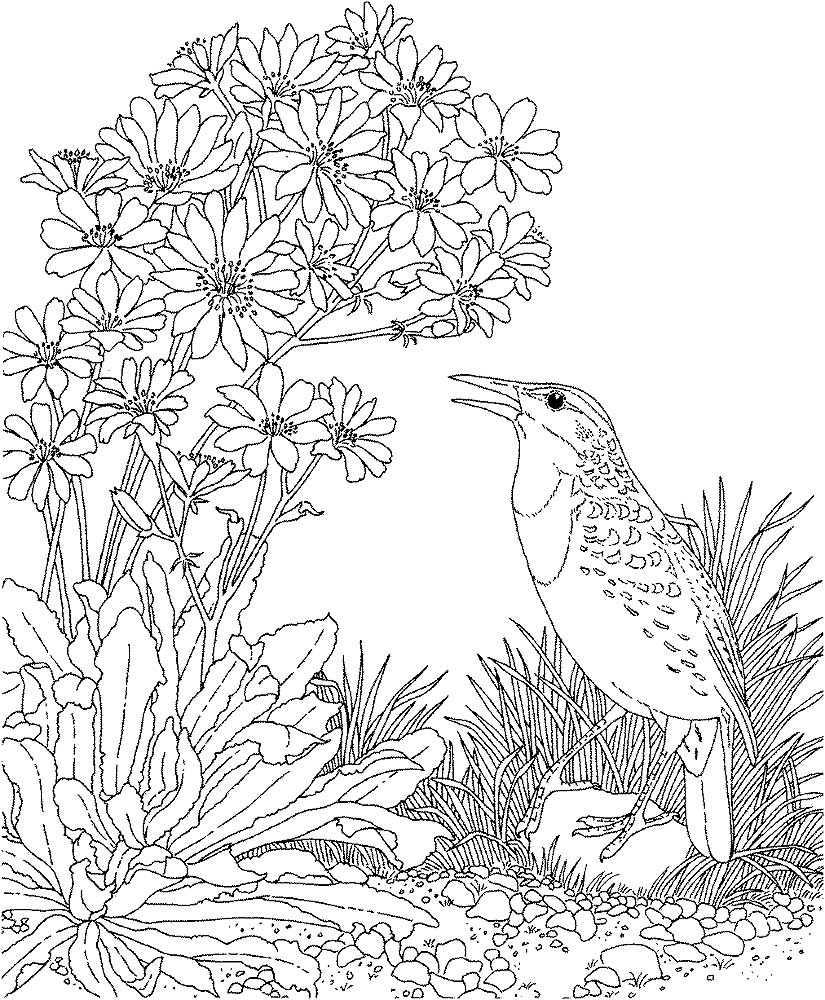 Птицы жаворонок картинки раскраски (11)