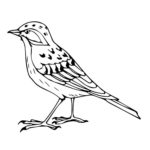 Птицы жаворонок картинки раскраски (12)