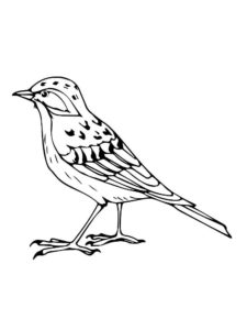 Птицы жаворонок картинки раскраски (12)