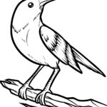 Птицы жаворонок картинки раскраски (13)