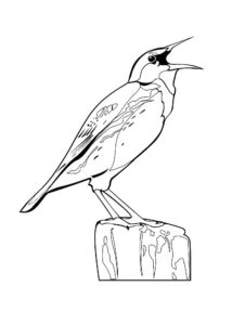 Птицы жаворонок картинки раскраски (16)