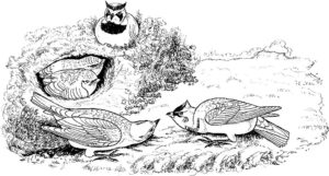 Птицы жаворонок картинки раскраски (2)