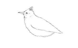 Птицы жаворонок картинки раскраски (3)