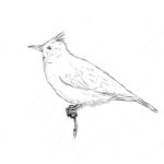Птицы жаворонок картинки раскраски (4)
