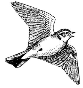 Птицы жаворонок картинки раскраски (5)