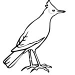 Птицы жаворонок картинки раскраски (7)